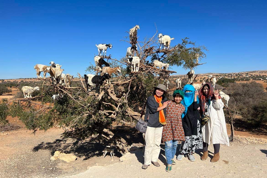 Day trip from Marrakech to Essaouira